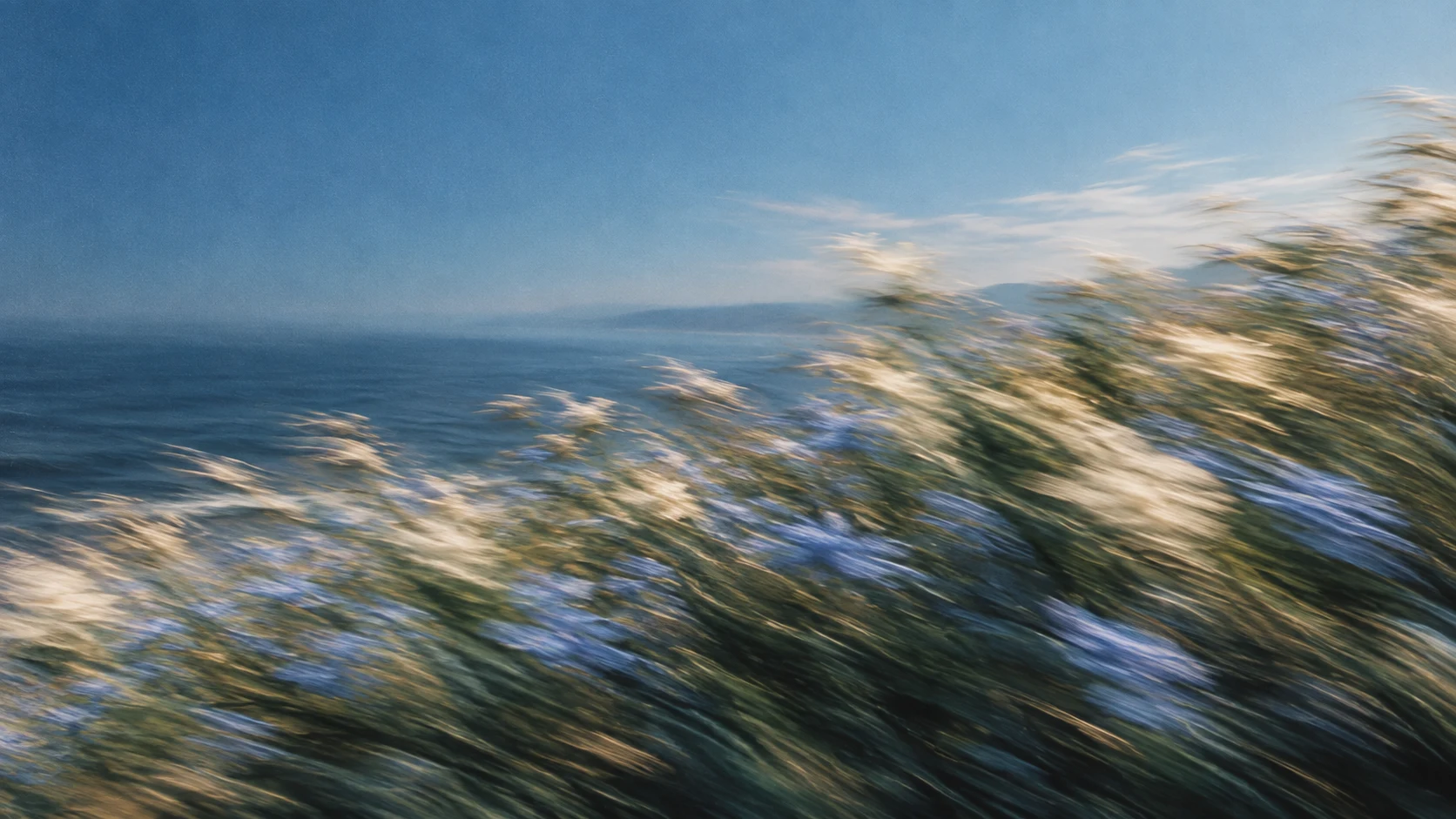 Sunlit coastal grasses moving against a blue sea